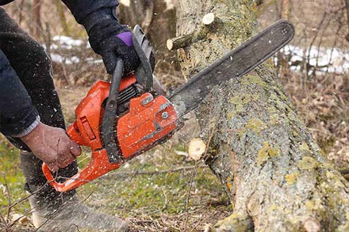 Tree Removal