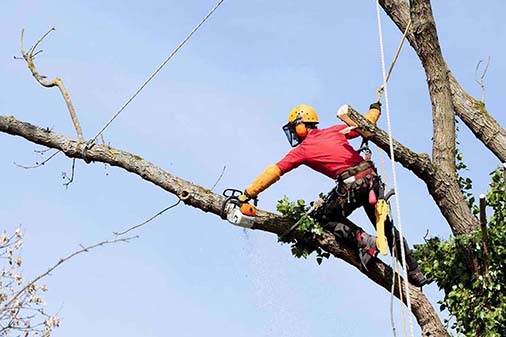 Tree Trimming